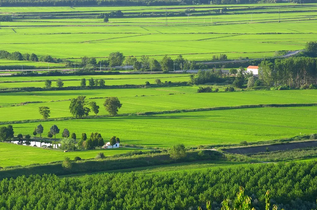 Risaie presso Vercelli